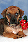 hundefotos rhodesian_ridgeback