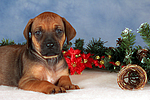 hundefotos rhodesian_ridgeback