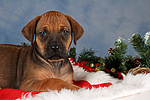 hundefotos rhodesian_ridgeback