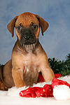 hundefotos rhodesian_ridgeback