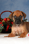 hundefotos rhodesian_ridgeback