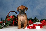 hundefotos rhodesian_ridgeback