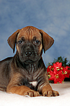 hundefotos rhodesian_ridgeback