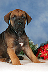 hundefotos rhodesian_ridgeback