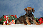 hundefotos rhodesian_ridgeback