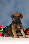 hundefotos rhodesian_ridgeback