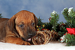 hundefotos rhodesian_ridgeback