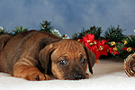 hundefotos rhodesian_ridgeback