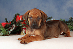 hundefotos rhodesian_ridgeback