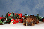 hundefotos rhodesian_ridgeback