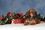 hundefotos rhodesian_ridgeback
