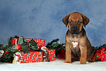 hundefotos rhodesian_ridgeback