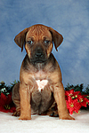 hundefotos rhodesian_ridgeback