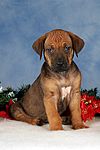 hundefotos rhodesian_ridgeback