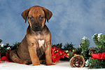 hundefotos rhodesian_ridgeback