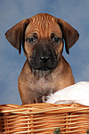 hundefotos rhodesian_ridgeback