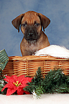 hundefotos rhodesian_ridgeback