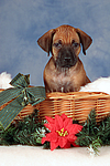 hundefotos rhodesian_ridgeback