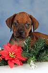 hundefotos rhodesian_ridgeback