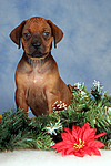 hundefotos rhodesian_ridgeback