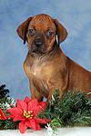 hundefotos rhodesian_ridgeback