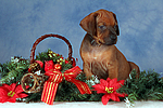 hundefotos rhodesian_ridgeback