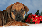 hundefotos rhodesian_ridgeback
