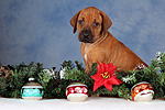 hundefotos rhodesian_ridgeback