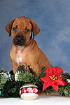 hundefotos rhodesian_ridgeback