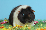 kleintierfotos meerschwein_-_us-teddy