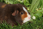 kleintierfotos meerschwein_-_us-teddy