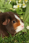 kleintierfotos meerschwein_-_us-teddy