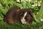 kleintierfotos meerschwein_-_us-teddy