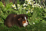 kleintierfotos meerschwein_-_us-teddy