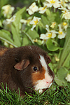kleintierfotos meerschwein_-_us-teddy