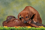 hundefotos rhodesian_ridgeback