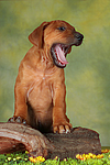 hundefotos rhodesian_ridgeback