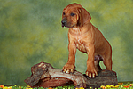 hundefotos rhodesian_ridgeback