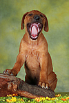 hundefotos rhodesian_ridgeback
