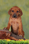 hundefotos rhodesian_ridgeback