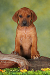 hundefotos rhodesian_ridgeback