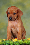 hundefotos rhodesian_ridgeback