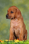 hundefotos rhodesian_ridgeback
