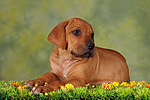 hundefotos rhodesian_ridgeback
