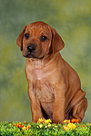 hundefotos rhodesian_ridgeback