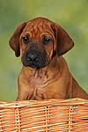 hundefotos rhodesian_ridgeback