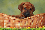 hundefotos rhodesian_ridgeback