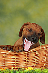 hundefotos rhodesian_ridgeback