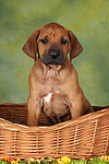 hundefotos rhodesian_ridgeback