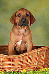 hundefotos rhodesian_ridgeback